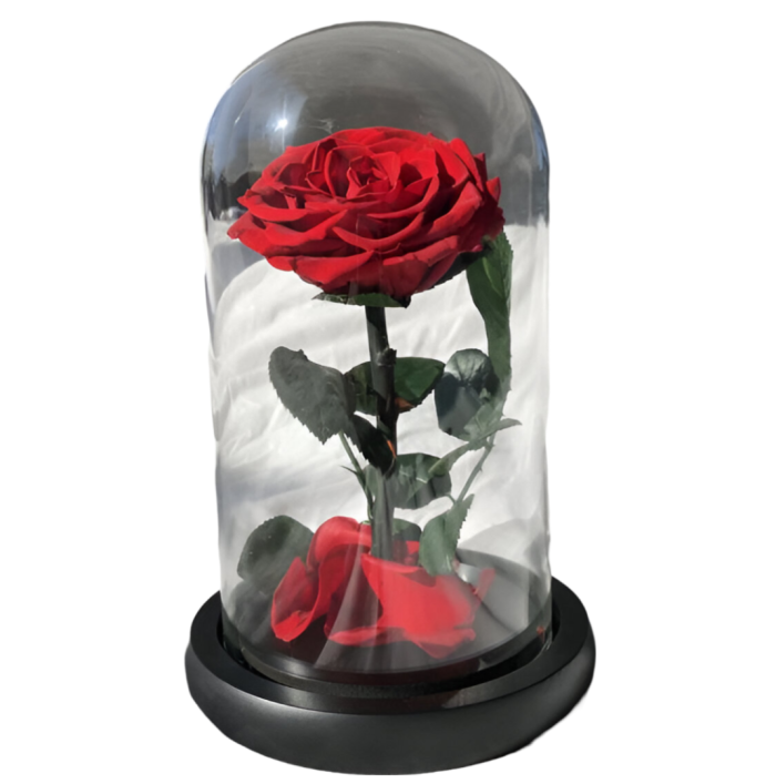 Rosa preservada - Image 1