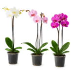 Orquídea