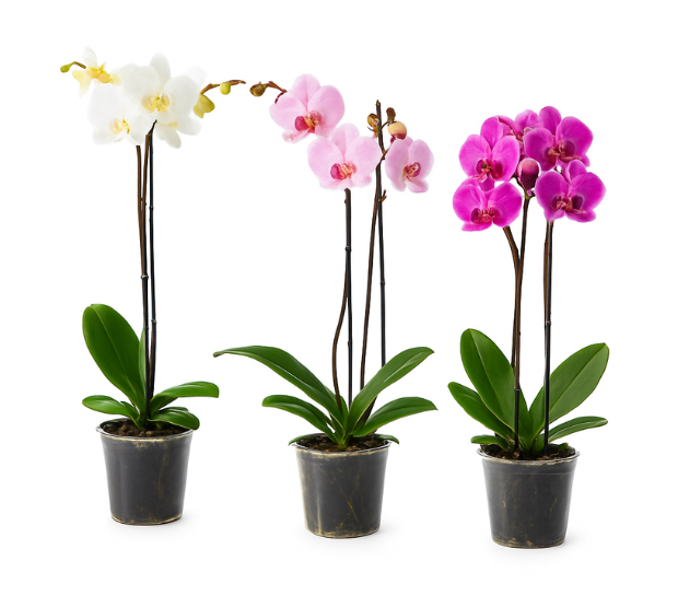 orquidea Orquídea - Image 1