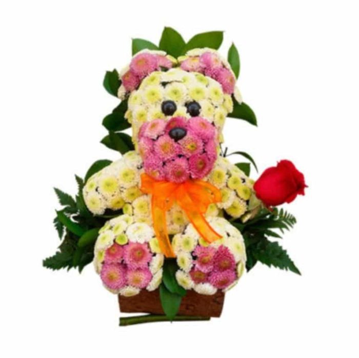 oso encanto - Image 1
