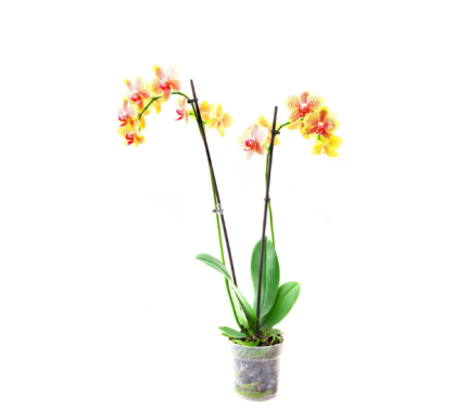 Orquídea